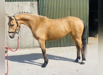 Kuc Connemara, Klacz, 4 lat, 153 cm, Bułana