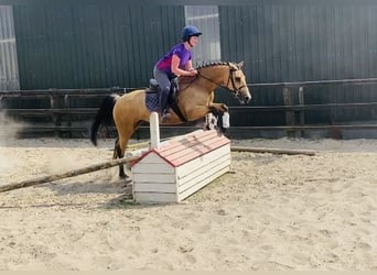 Kuc Connemara, Klacz, 4 lat, 153 cm, Bułana