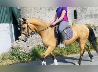 Kuc Connemara, Klacz, 4 lat, 153 cm, Bułana