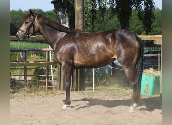 Kuc Connemara, Klacz, 4 lat, 155 cm, Formy Brown Falb