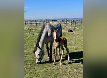 Kuc Connemara, Klacz, 5 lat, 140 cm, Siwa
