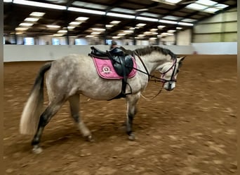 Kuc Connemara, Klacz, 5 lat, 140 cm, Siwa