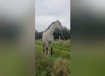 Kuc Connemara, Klacz, 5 lat, 140 cm, Siwa