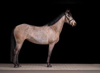 Kuc Connemara, Klacz, 5 lat, 144 cm, Jelenia