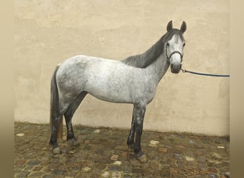 Kuc Connemara, Klacz, 5 lat, 146 cm, Siwa