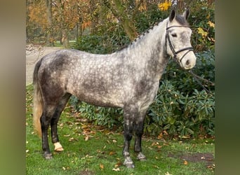 Kuc Connemara, Klacz, 5 lat, 147 cm, Siwa jabłkowita