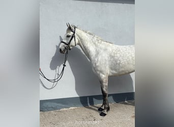 Kuc Connemara, Klacz, 5 lat, 147 cm, Siwa