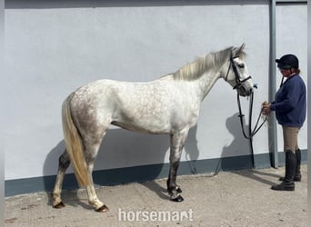 Kuc Connemara, Klacz, 5 lat, 147 cm, Siwa