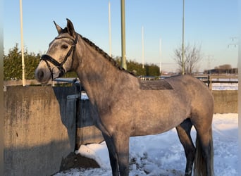Kuc Connemara, Klacz, 5 lat, 147 cm, Siwa