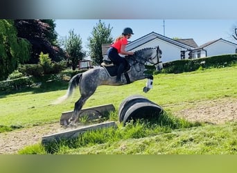 Kuc Connemara, Klacz, 5 lat, 148 cm, Siwa jabłkowita