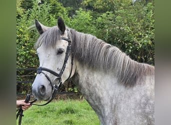 Kuc Connemara, Klacz, 5 lat, 149 cm, Siwa jabłkowita