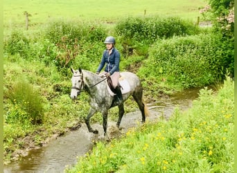 Kuc Connemara, Klacz, 5 lat, 152 cm, Siwa jabłkowita
