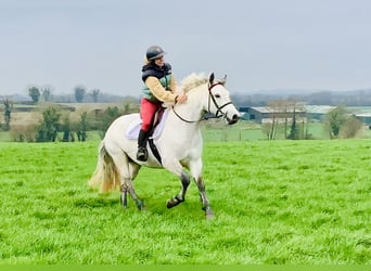 Kuc Connemara, Klacz, 5 lat, 152 cm, Siwa