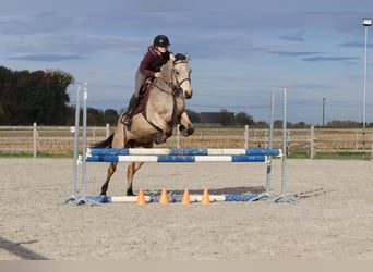 Kuc Connemara, Klacz, 5 lat, 153 cm, Bułana