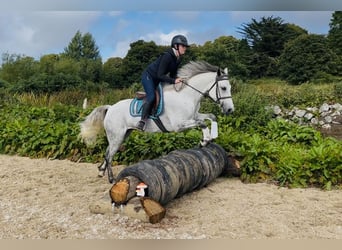 Kuc Connemara, Klacz, 5 lat, 155 cm, Biała