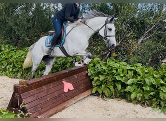 Kuc Connemara, Klacz, 5 lat, 155 cm, Biała