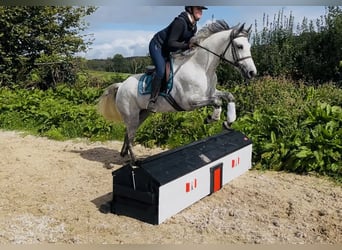 Kuc Connemara, Klacz, 5 lat, 155 cm, Biała