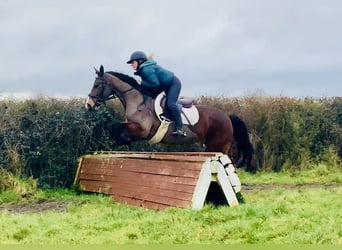 Kuc Connemara, Klacz, 5 lat, 155 cm, Gniada