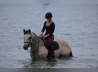 Kuc Connemara, Klacz, 5 lat, 163 cm, Bułana