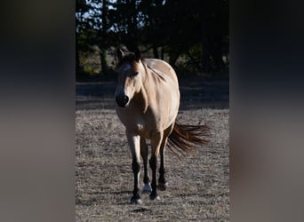 Kuc Connemara, Klacz, 6 lat, 136 cm, Bułana