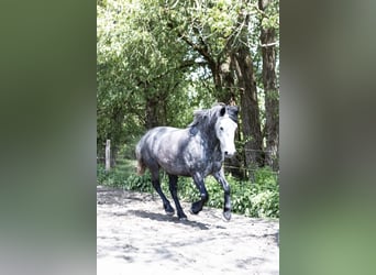 Kuc Connemara, Klacz, 6 lat, 145 cm, Siwa