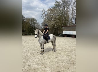 Kuc Connemara, Klacz, 6 lat, 145 cm, Siwa