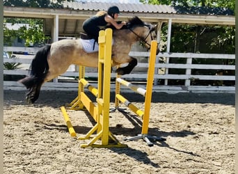 Kuc Connemara, Klacz, 6 lat, 148 cm, Bułana