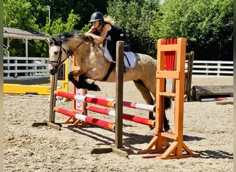 Kuc Connemara, Klacz, 6 lat, 148 cm, Bułana
