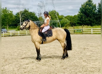 Kuc Connemara, Klacz, 6 lat, 148 cm, Bułana
