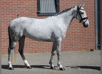 Kuc Connemara, Klacz, 6 lat, 148 cm, Siwa