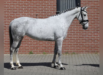 Kuc Connemara, Klacz, 6 lat, 148 cm, Siwa