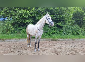 Kuc Connemara, Klacz, 6 lat, 148 cm, Siwa