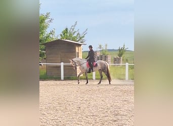 Kuc Connemara, Klacz, 6 lat, 148 cm, Siwa