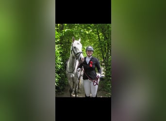Kuc Connemara, Klacz, 6 lat, 148 cm, Siwa