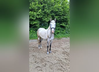 Kuc Connemara, Klacz, 6 lat, 148 cm, Siwa