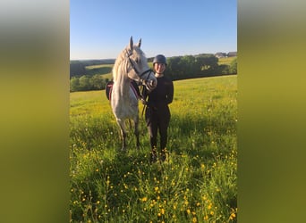 Kuc Connemara, Klacz, 6 lat, 148 cm, Siwa