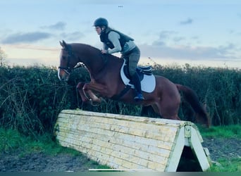 Kuc Connemara Mix, Klacz, 6 lat, 155 cm, Kasztanowata