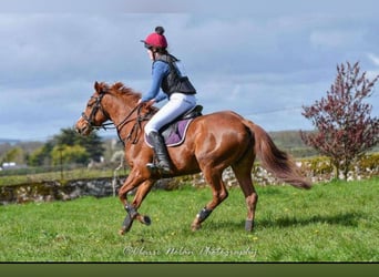 Kuc Connemara Mix, Klacz, 6 lat, 155 cm, Kasztanowata
