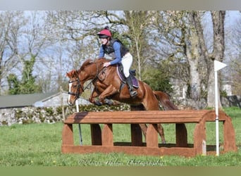 Kuc Connemara Mix, Klacz, 6 lat, 155 cm, Kasztanowata