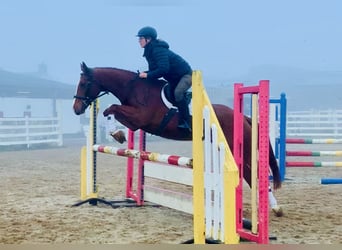 Kuc Connemara Mix, Klacz, 6 lat, 155 cm, Kasztanowata