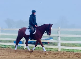 Kuc Connemara Mix, Klacz, 6 lat, 155 cm, Kasztanowata