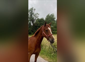 Kuc Connemara Mix, Klacz, 6 lat, 155 cm, Kasztanowata
