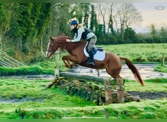 Kuc Connemara Mix, Klacz, 6 lat, 155 cm, Kasztanowata