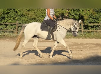 Kuc Connemara, Klacz, 6 lat, 155 cm, Siwa jabłkowita