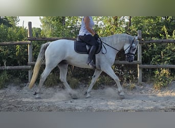 Kuc Connemara, Klacz, 6 lat, 155 cm, Siwa jabłkowita