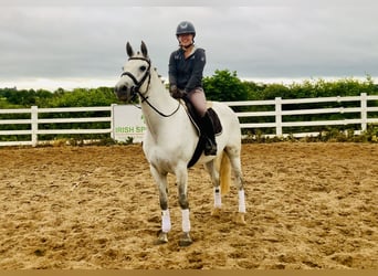 Kuc Connemara, Klacz, 6 lat, 155 cm, Siwa
