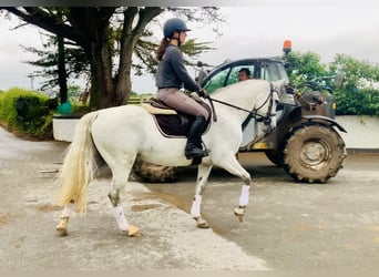 Kuc Connemara, Klacz, 6 lat, 155 cm, Siwa