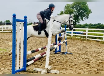 Kuc Connemara, Klacz, 6 lat, 155 cm, Siwa