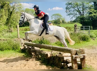 Kuc Connemara, Klacz, 6 lat, 155 cm, Siwa