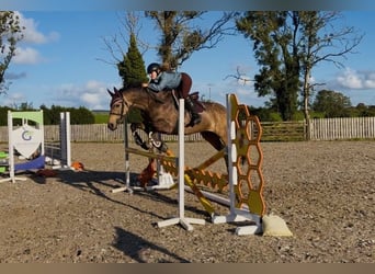 Kuc Connemara, Klacz, 6 lat, 157 cm, Bułana